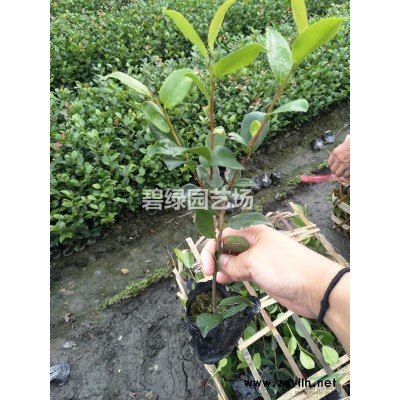 销售红叶石楠柱子