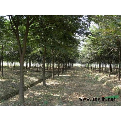 樱桃3报价/浙江樱桃3报价