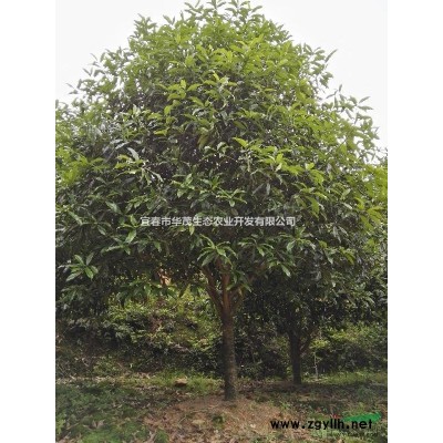 供应江西周边正宗大叶红花丹桂1公分到15公分桂花树丹桂苗