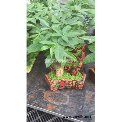 台湾小森林发财树