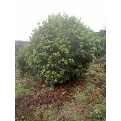 江西地区供应丛生三角枫