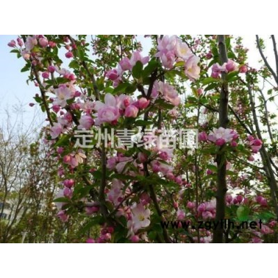 山西大叶黄杨大叶黄杨球冬青卫矛冬青正木扶芳树四季青