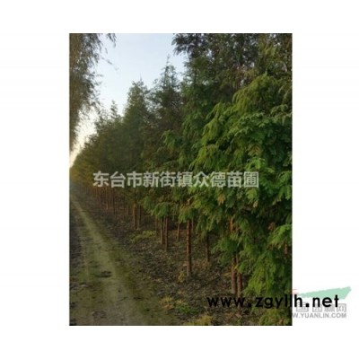 供应各种规格3-15cm优质大叶女贞东台女贞女贞价格批发