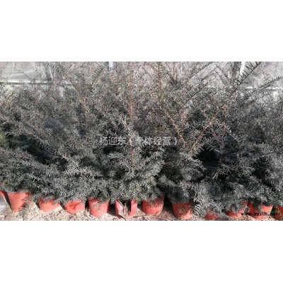 大连地区供应东北红豆杉
