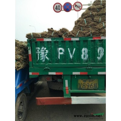 热销：百慕大.混播黑麦草，土培果岭草，马尼拉，高羊茅等各式绿