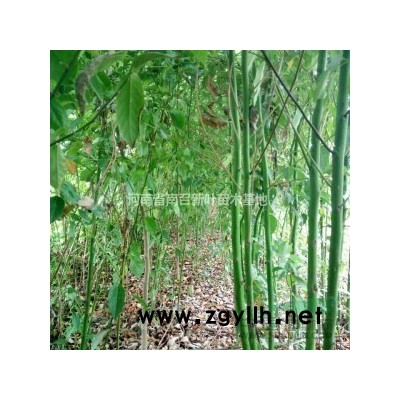 河南地区供应香椿