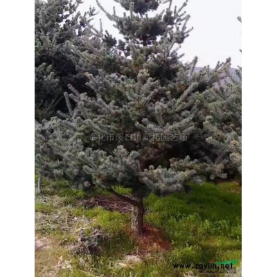 茶花 浙江茶花规格* 茶花行情报价