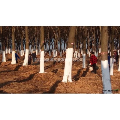 香樟、银杏、对节白蜡，百余品种十万株熟苗，适合大中小项目使用