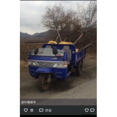 辽宁开原洪海苗圃红叶李球基地红叶李球价格精品红叶李球价格