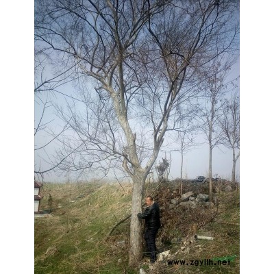 5至50公分朴树，榔榆