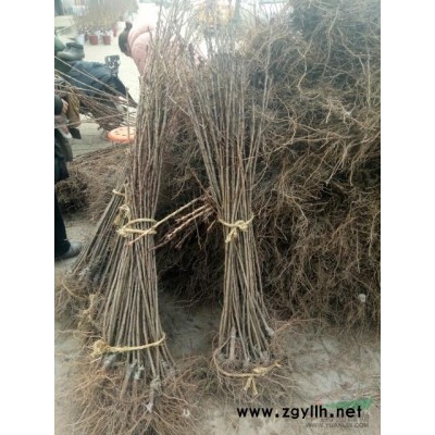 红梅小苗基地直销