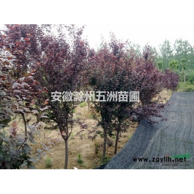 滁州地区1米/3米蜀桧