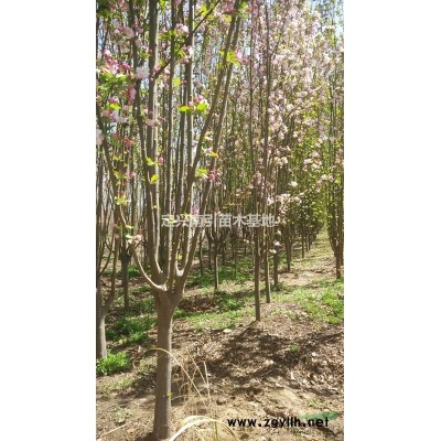 河北省 保定市 定兴县北美海棠5-7公分