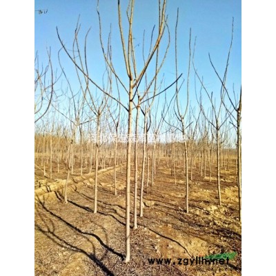 保定榆树/榆树多少钱/8公分榆树