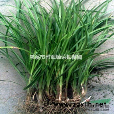 浙江慈溪供应龙柏