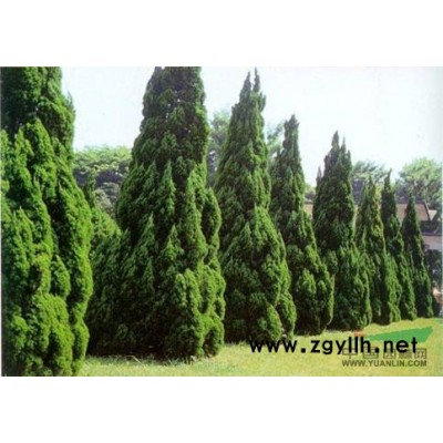 雪松8行情报价\雪松8图片展示