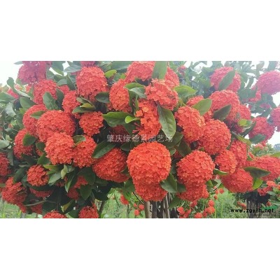 德庆龙船花（大叶）