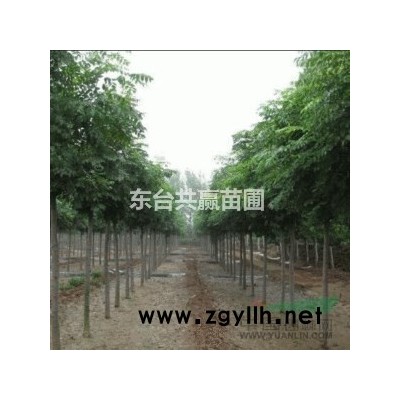 东台大叶女贞，银杏直销