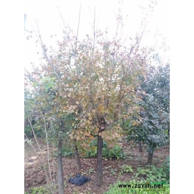 树桩月季*新价格/树桩月季报价