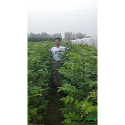 安徽刺槐苗木42信息