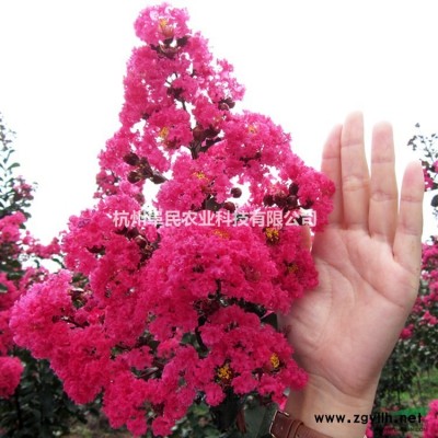 浙江800亩0-12美国紫薇红火箭红火球红叶三红紫薇花海景区