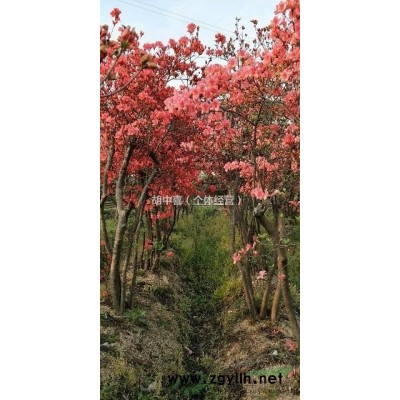 映山红苗木批发