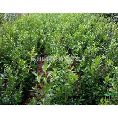 河北地区长期大量供应桧柏