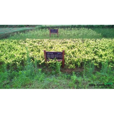 江苏小叶女贞基地