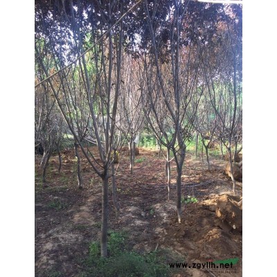 供应侧柏杯苗和营袋苗40--1米的