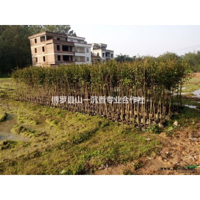 求购十五公分银桦树袋苗