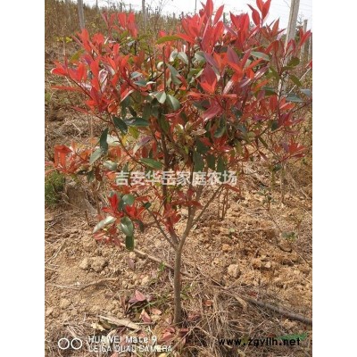 地径3一5公分，冠幅80一100公分红叶石楠球