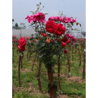 盆景树状月季·玫瑰