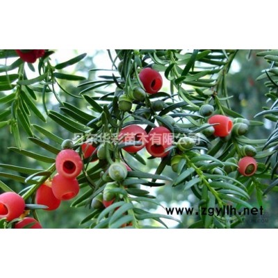 抗寒抗旱纯东北红豆杉，量大从优，植物大熊猫，抗癌*选！