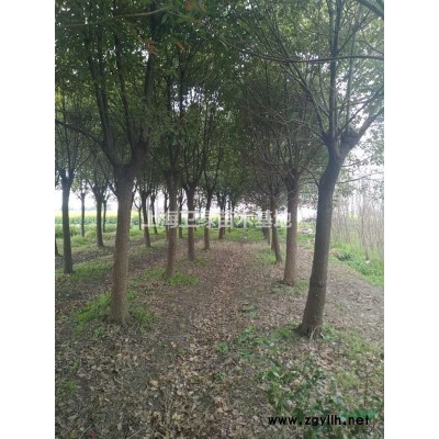 苗圃搬迁，急出中规格香樟
