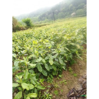 江西地区供应30-1.8米的红花继木球