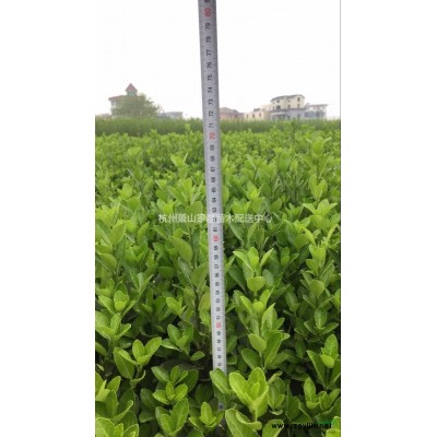 大叶黄杨色块批发，还有20万，价格美丽，求个老板打包带走，