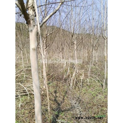 高干红花紫薇工程苗3-7cm10000株，