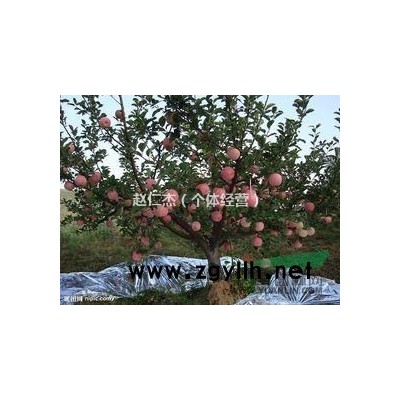 北京茂盛果树苗木基地常年销售北京玉兰树紫藤树凌霄树丁香树