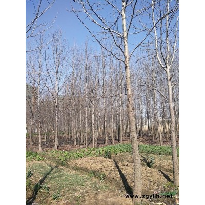 北美枫香白菜价处理8--18