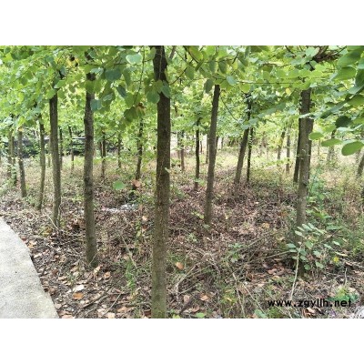 广东宫粉紫荆米径6～10cm