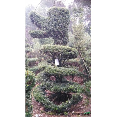 湖南红叶石楠2介绍