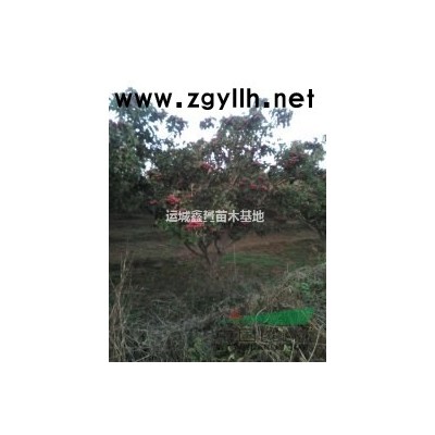 供应海棠苗、山桃苗等各种实生苗