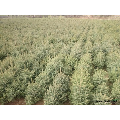 甘肃云杉-云杉基地-云杉树-云杉树苗