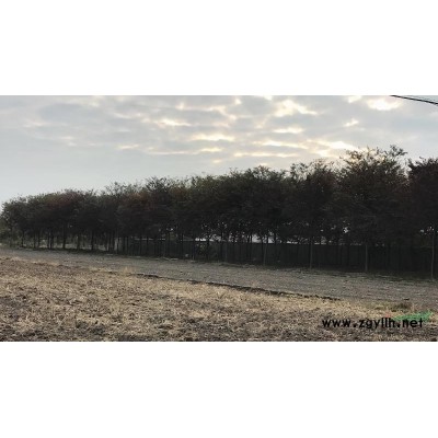 江苏常州处理精品株树