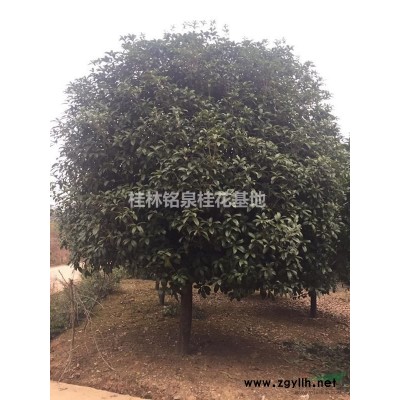 桂林八月桂花树，各种需求的都有~~~~~~~~~~~~~~