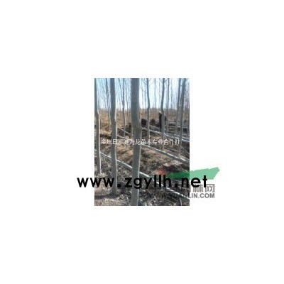 营养钵沙棘   俄罗斯大果沙棘