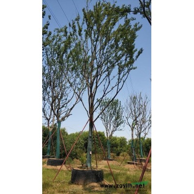 朴树，香樟，榔榆