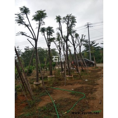 广东凤凰木袋苗移植苗15~30分