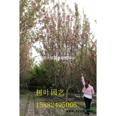 成都紫薇 郫县精品熟货 丛生紫薇