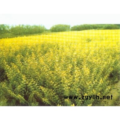 15-60公分移栽和原生香樟